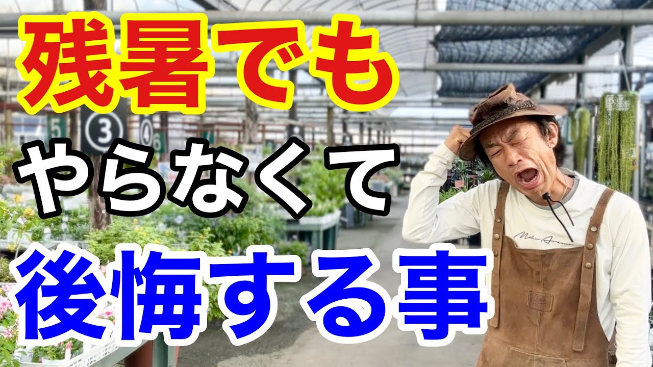 【お急ぎ下さい！】やると得する9月の園芸作業教えます。　　　　　　【カーメン君】【園芸】【ガーデニング】【初心者】