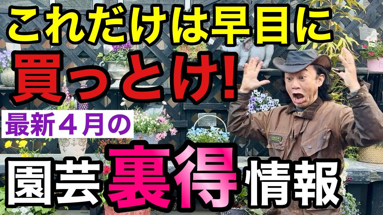 【もう待ったなし】春シーズンの本番がやってきました‼︎　　　　【園芸】【ガーデニング】【初心者】