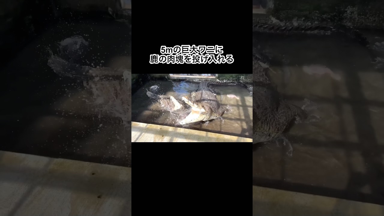 5mの巨大ワニに鹿の肉塊を投げ入れる #shorts