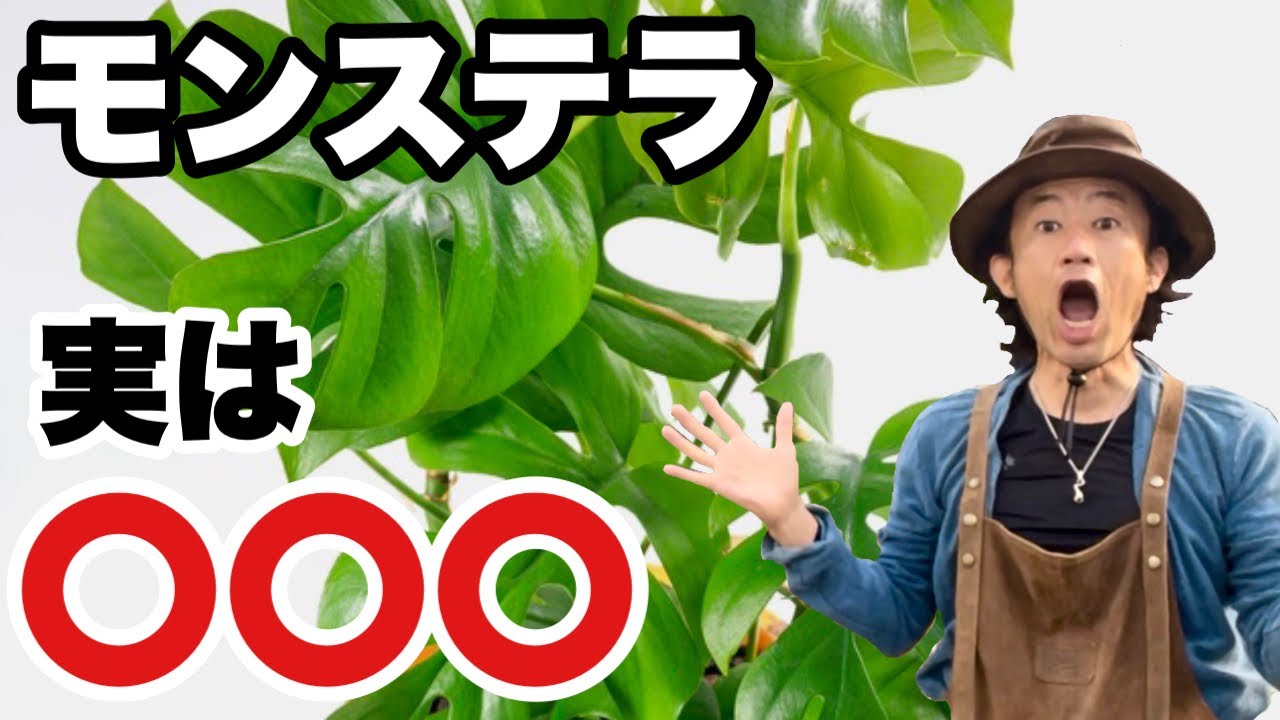 【なっ得情報！】みんな大体間違ってます　　　【カーメン君】【園芸】【観葉植物】【モンステラ】【剪定】【増やし方】