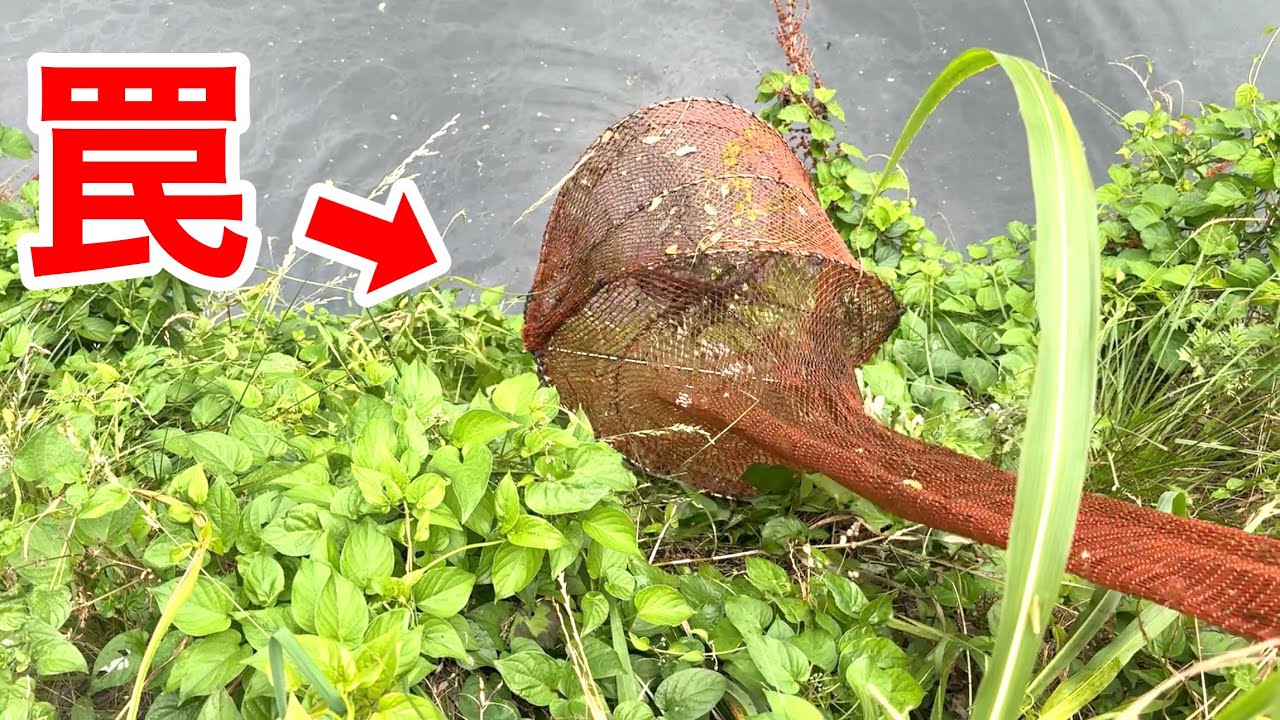 カメ捕獲専用の罠"カメもんどり"を外来種だらけの川に仕掛けた結果・・・！