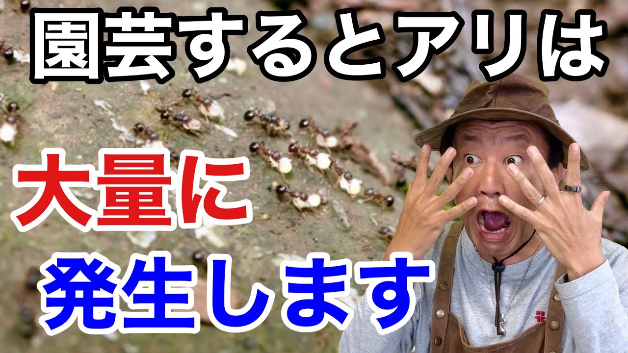 【そのままではヤバイ】アリ・シロアリの効果的な退治の仕方教えます                                 【カーメン君】【園芸】【ガーデニング】