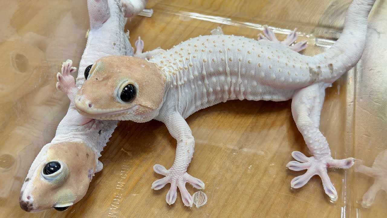 全身真っ白の希少なヤモリをお迎えしました