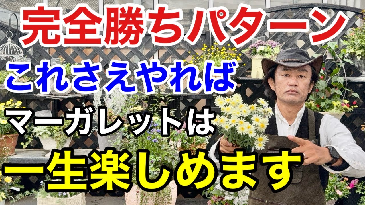 この一手間でマーガレットはとんでもなく長く楽しめます　　　　　【カーメン君】【園芸】【ガーデニング】【初心者】