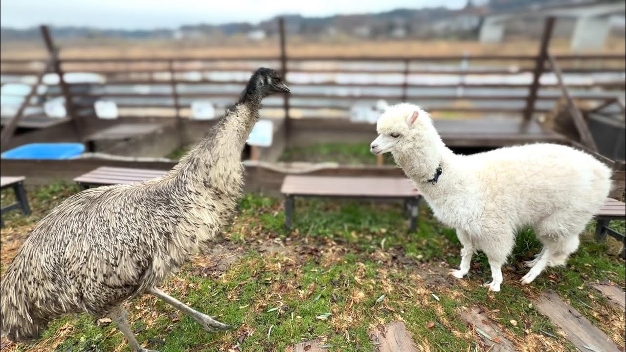 初めてのアルパカとの遭遇に興奮するエミュー