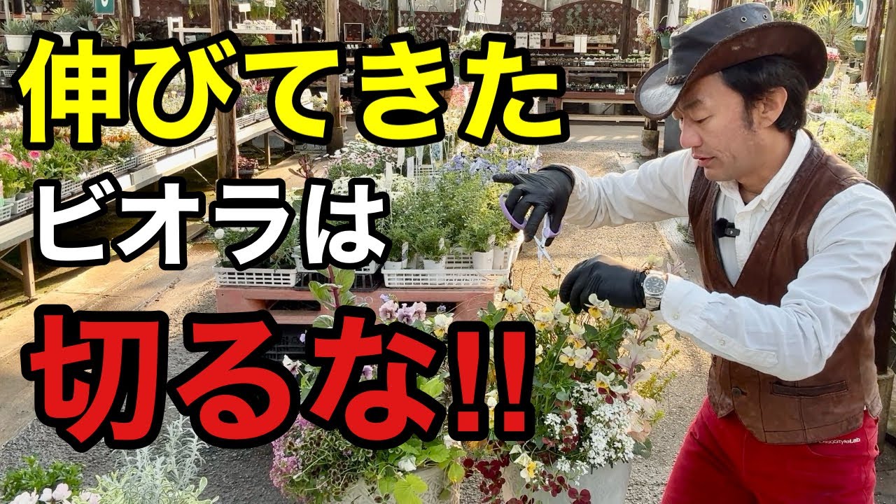 【ここが限界値】今年のビオラはもう切る必要ありません。　　　【カーメン君】【園芸】【ガーデニング】【初心者】