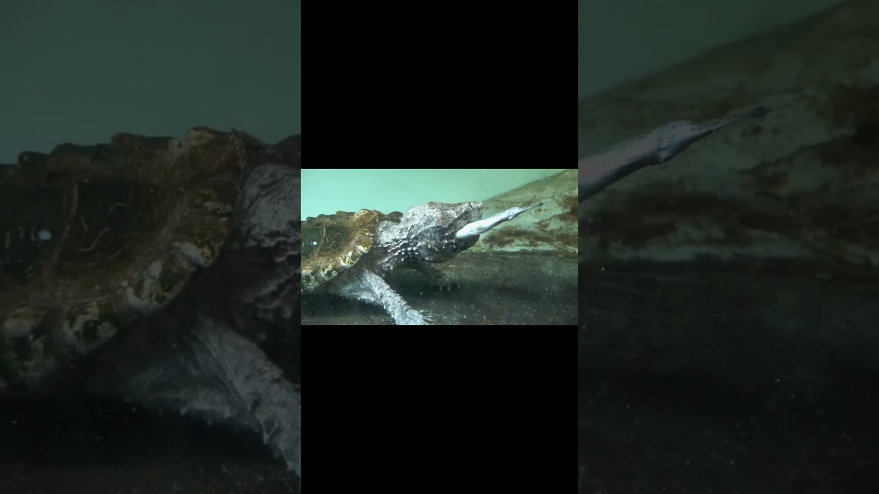 ワニガメがニジマスをペロリと食べる　#shorts