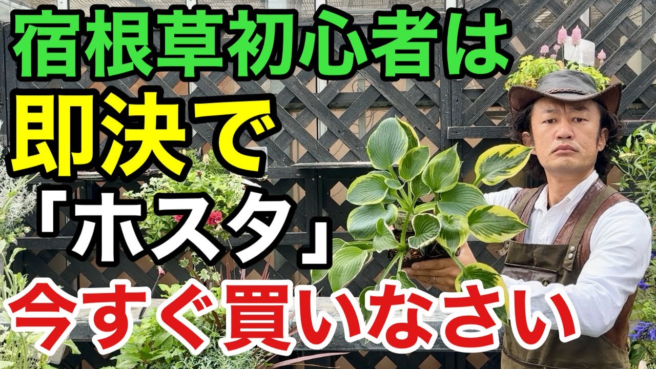 【秒でワンランク上がる】失敗しないホスタの最も上手な育て方教えます　　　　　　　　【カーメン君】【園芸】【宿根草】【初心者】