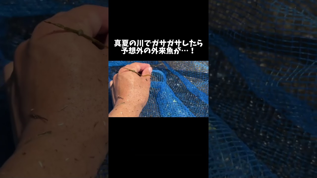 真夏の川でガサガサしたら予想外の外来魚が入りました #shorts