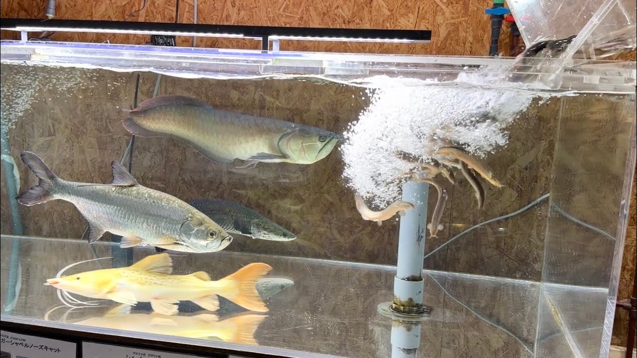 肉食魚の群れる水槽に大量の生きたドジョウを投入