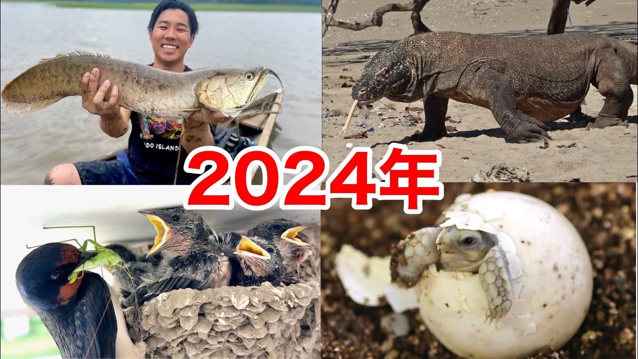 ２０２４年のちゃんねる鰐をダイジェストで振り返ります