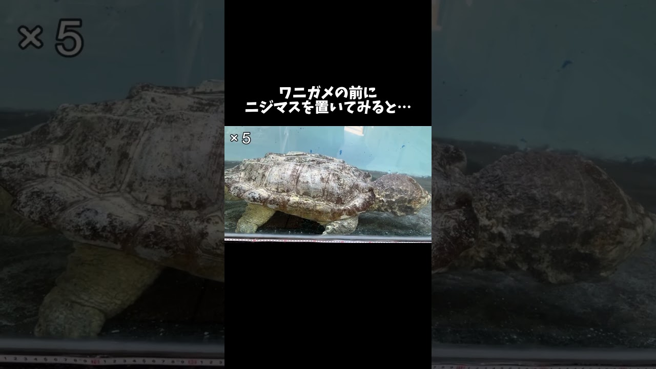 ワニガメの前にニジマスを置いてみると　#shorts