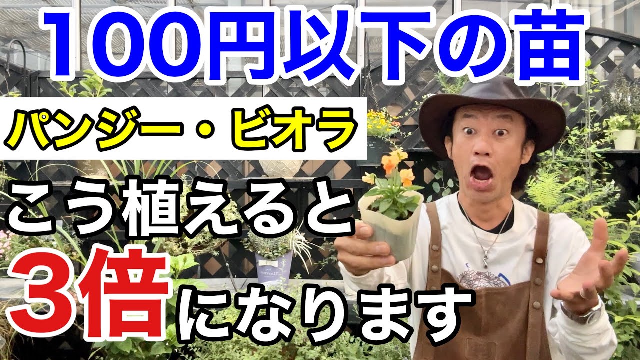 【誰でもできる】小さな苗を3倍大きくする方法教えます　　　【カーメン君】【ビオラ】【ガーデニング】【初心者】