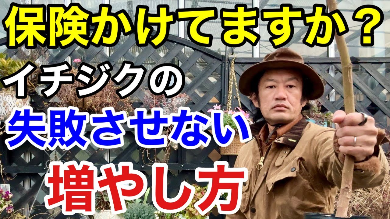 【安心は作れます】初心者でもできるイチジクの増やし方教えます　　　　　【カーメン君】【園芸】【ガーデニング】