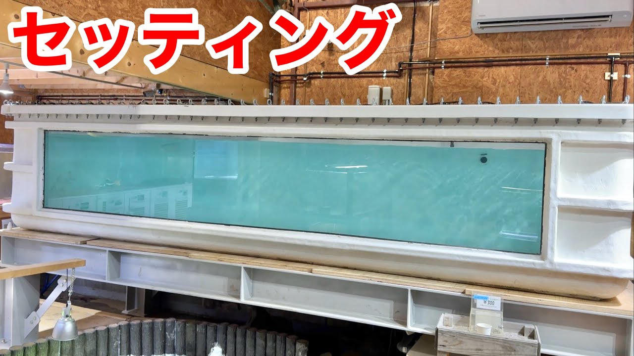 ４６０ｃｍの巨大水槽を魚を入れられるようにセッティングをします