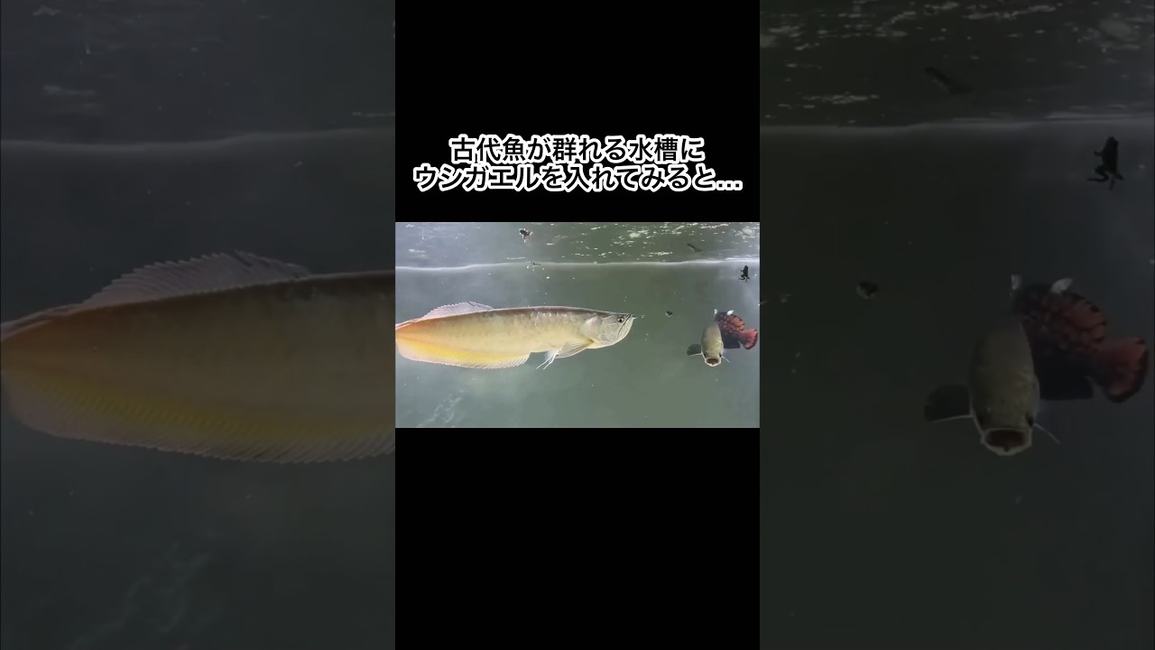 古代魚が群れる水槽にウシガエルを入れてみると… #shorts