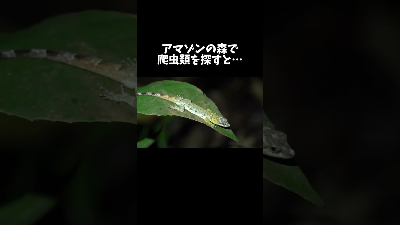 アマゾンの森で爬虫類を探すと… #shorts