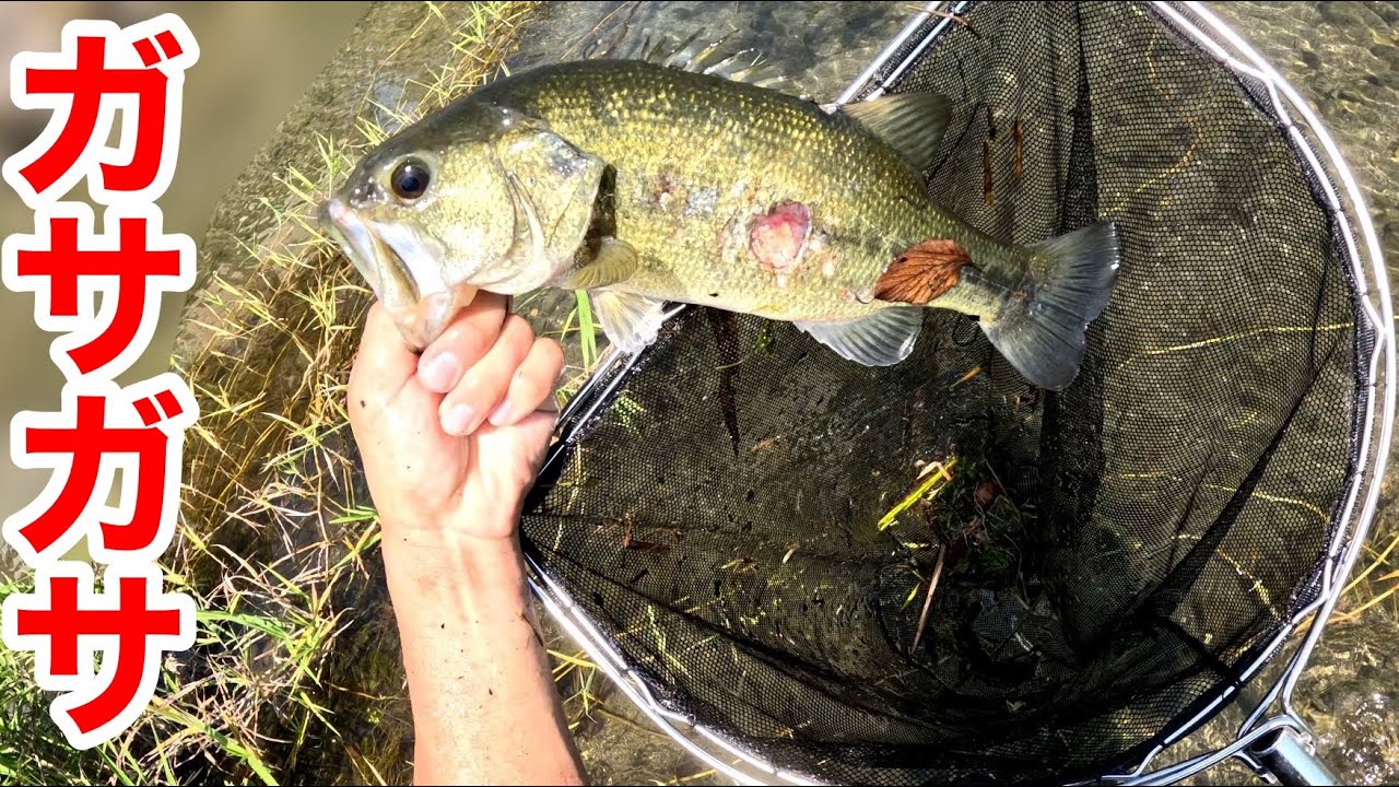 ガサガサでとんでもない魚が捕れたのでペットの餌にします