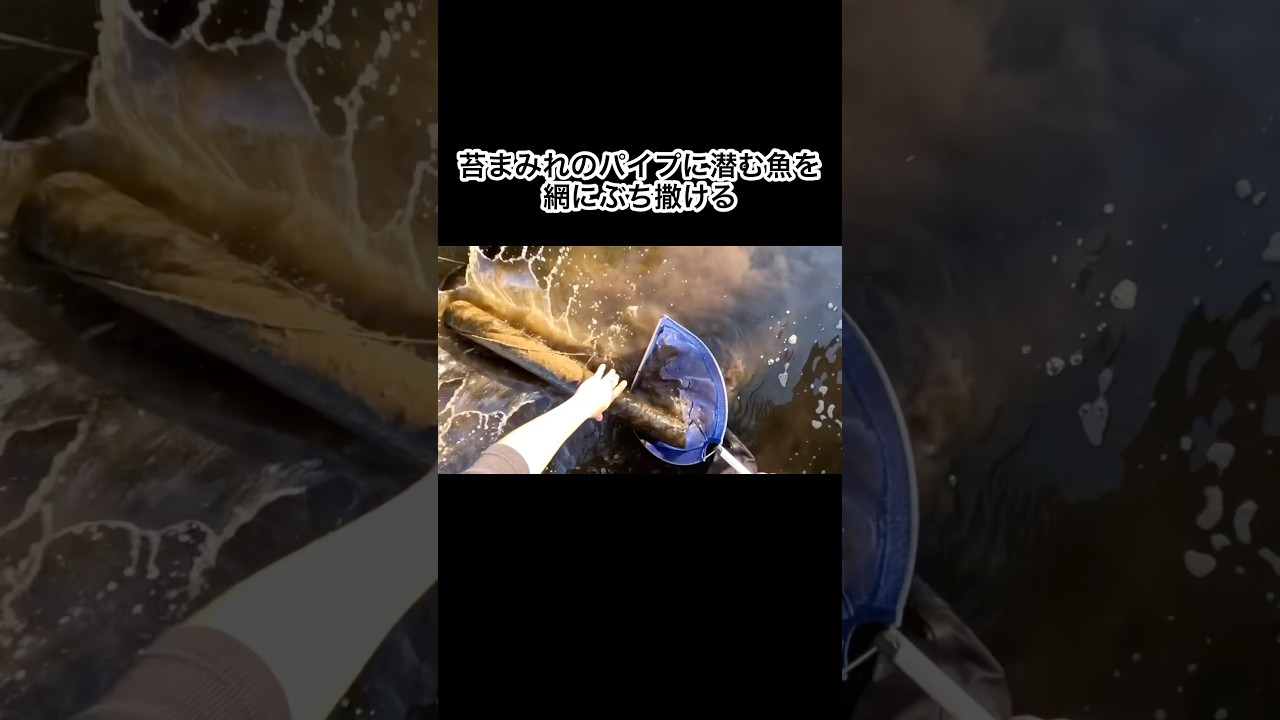 ドロドロの苔まみれのパイプに潜む魚を全て網にぶち撒ける！　#shorts