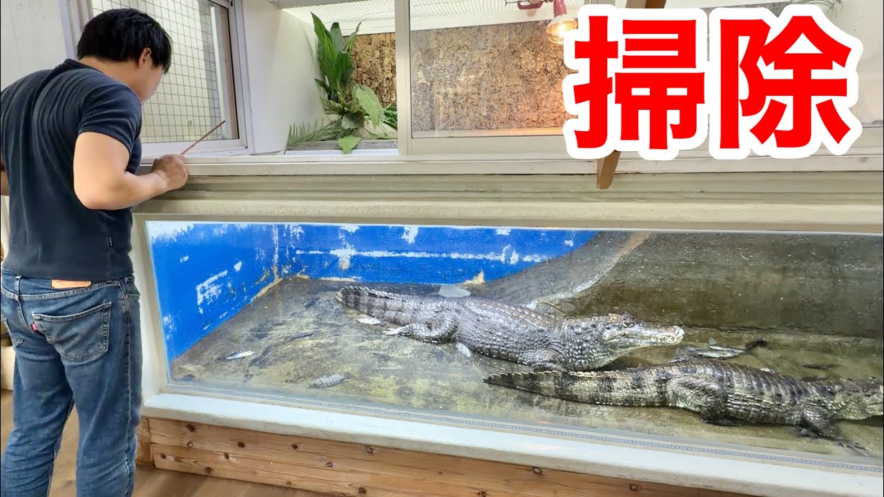 ２mのワニを飼育する水槽の掃除方法をご紹介します