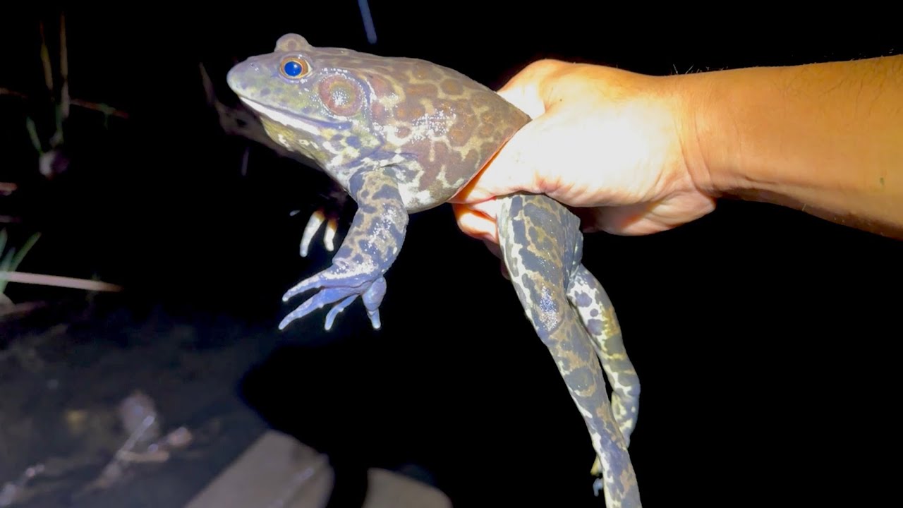 ウシガエル捕りのシーズンが始まりました