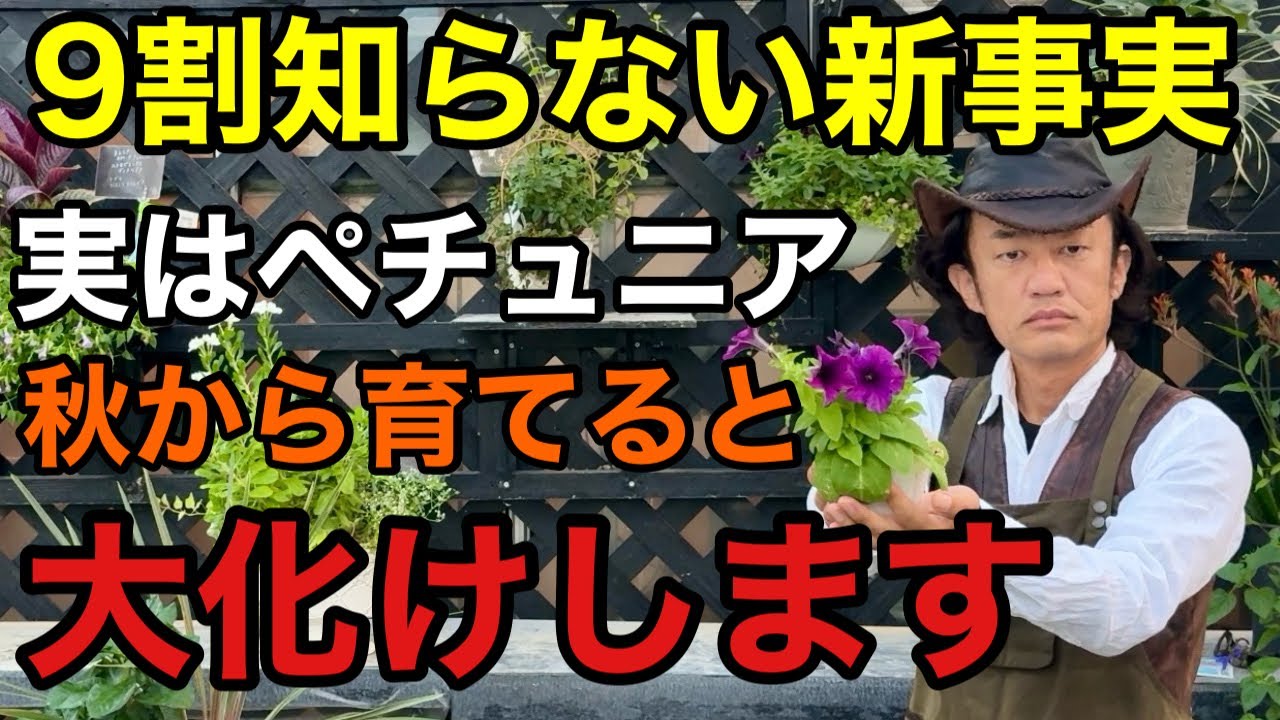 【今売ってたら即買え！】 ペチュニアのとんでもない育て方教えます　　　　　　　　【カーメン君】【園芸】【ガーデニング】【初心者】