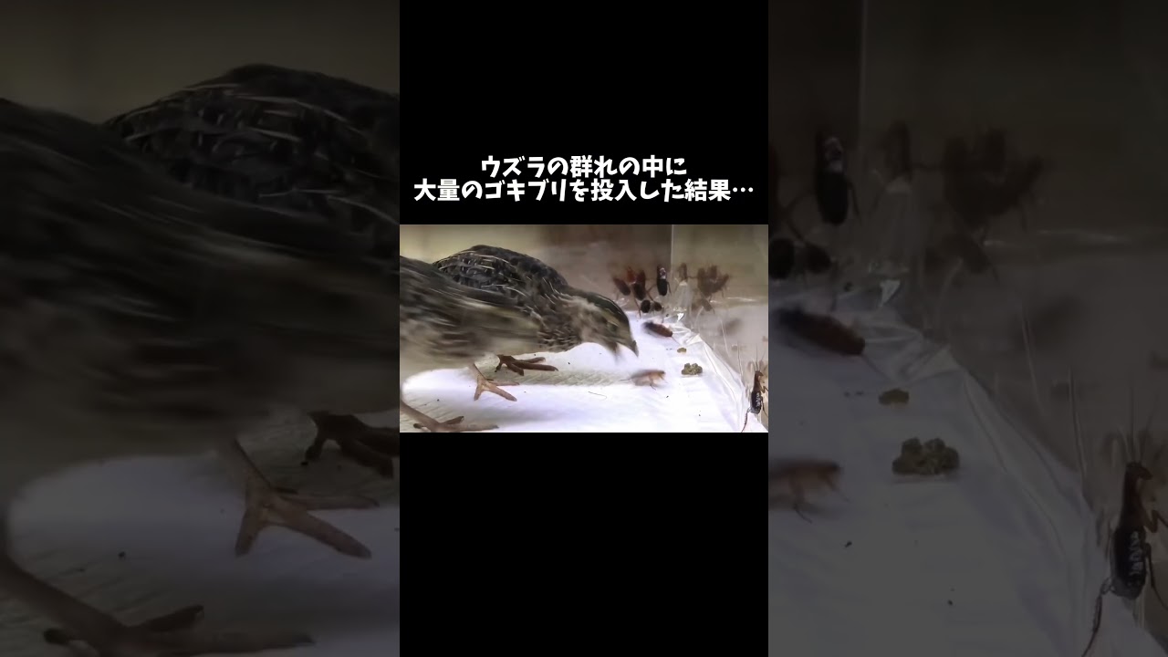 ウズラの群れの中に大量のゴキブリを投入した結果… #shorts