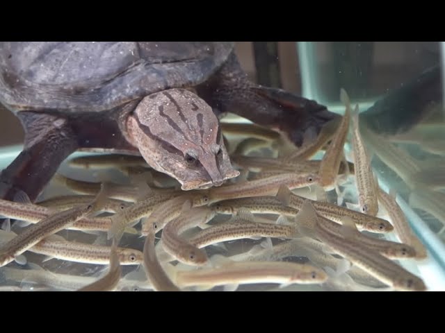 腹ペコのスッポンの目の前に大量のドジョウを投入してみた