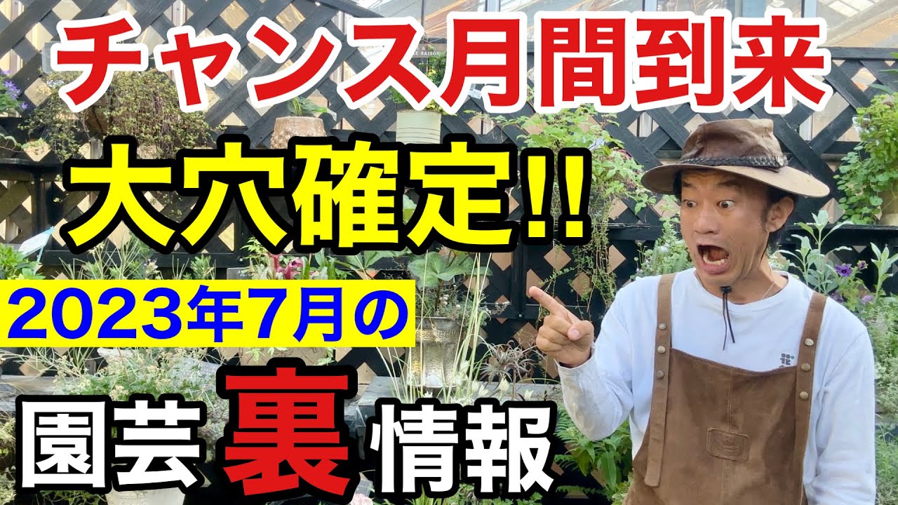【元店長がばらす】2023年7月買って得する物損する物教えます　【カーメン君】【園芸】【ガーデニング】【初心者】