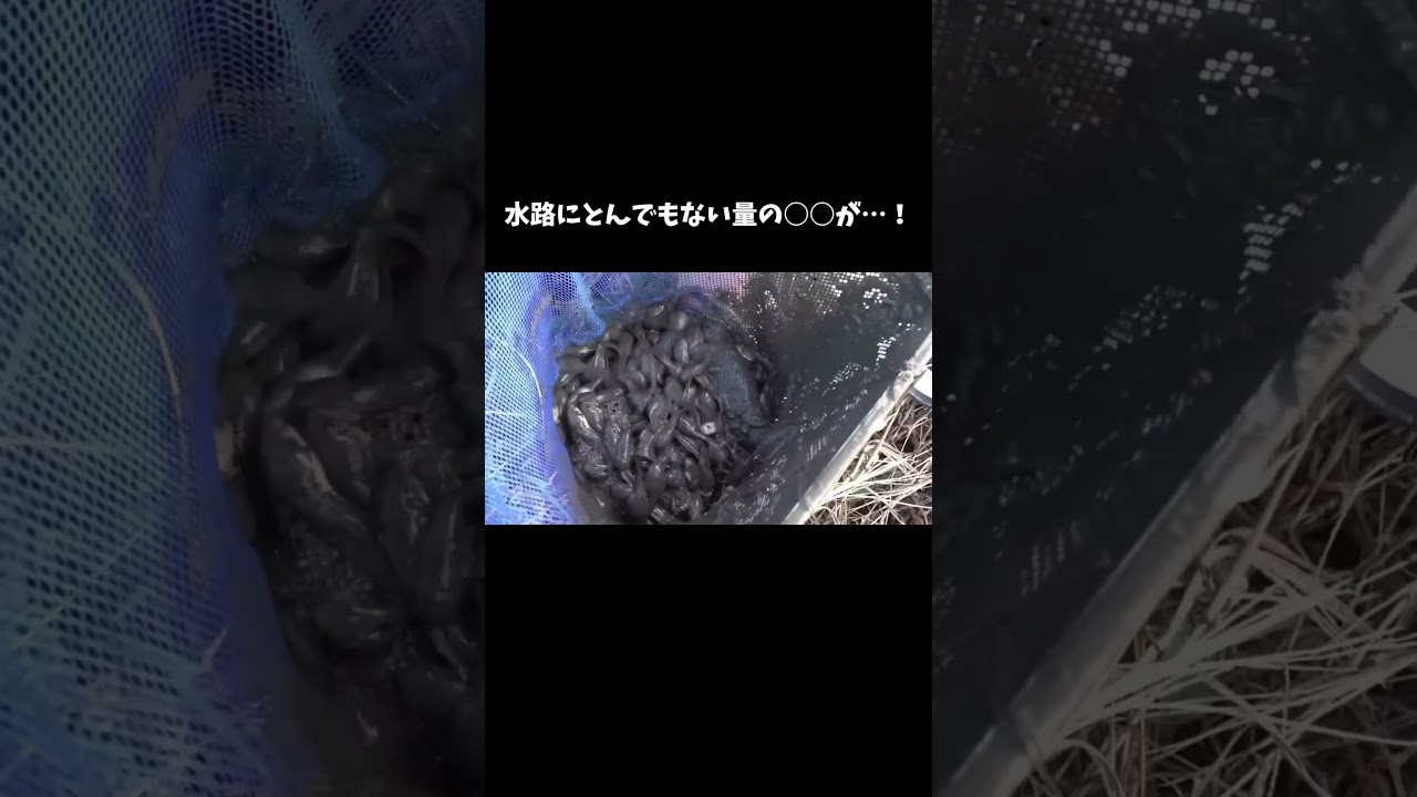 水路にとんでもない量の○○がいました #shorts