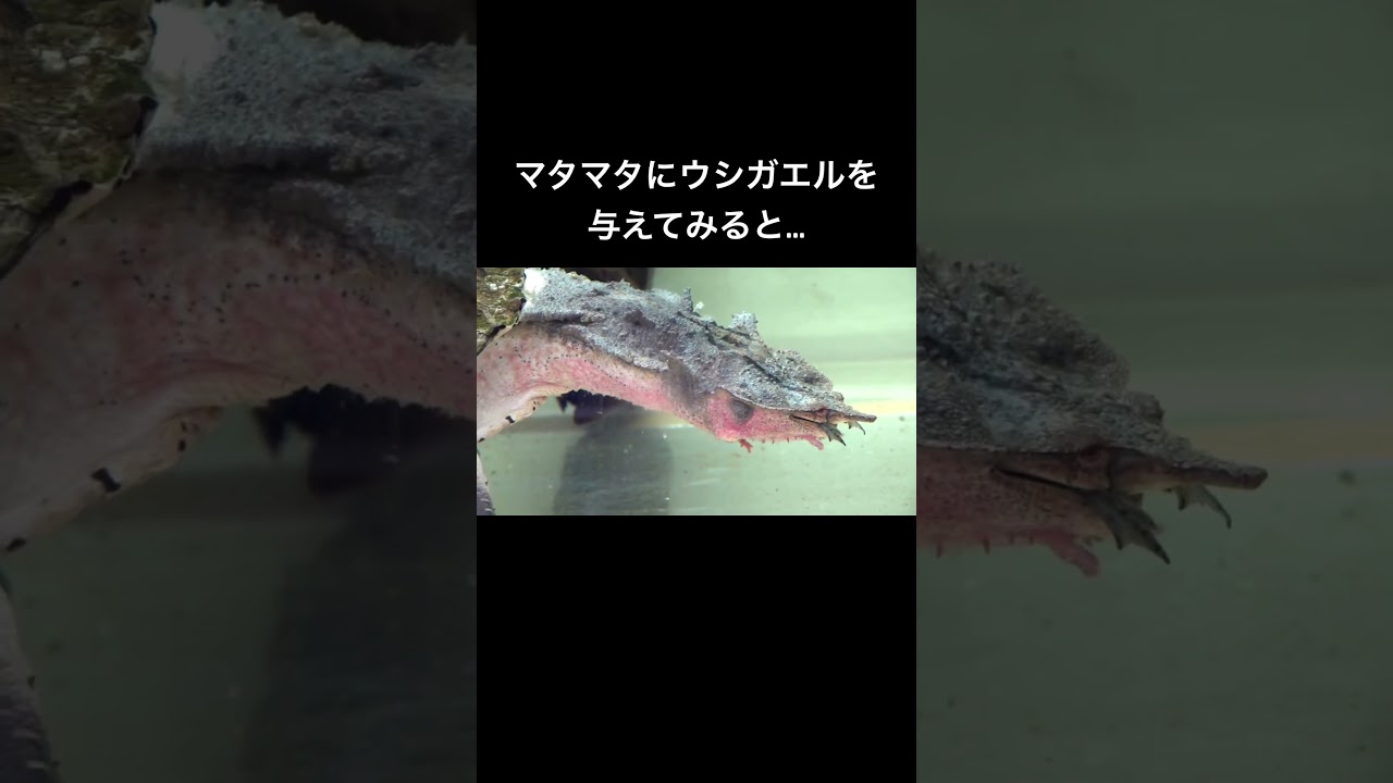 マタマタにウシガエルを与えてみると #shorts