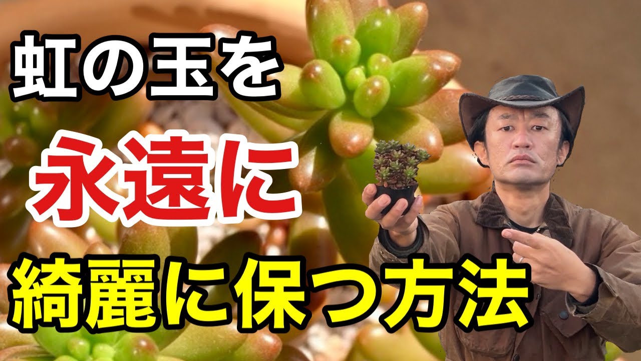 【多肉植物】虹の玉を永遠に楽しめる3つの極意教えます　　　　　　　　　　【カーメン君】【さし芽】【増やし方】【初心者】