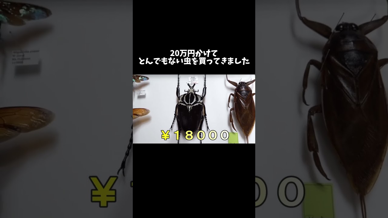 20万円かけてとんでもない虫を買ってきました #shorts
