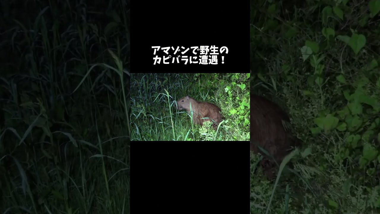 夜のアマゾン河で野生のカピバラに遭遇！ #shorts