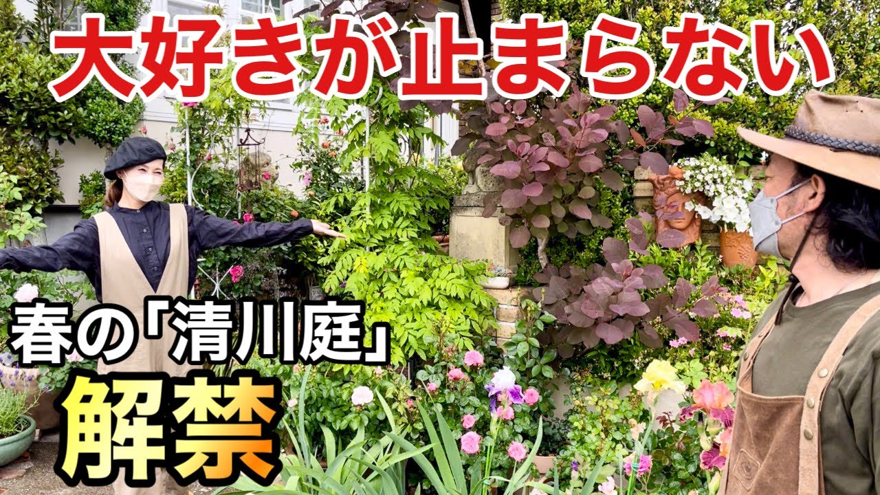 【永遠の乙女】みんなが見たかった春本番の清川庭公開します　　　　　　【カーメン君】【園芸】【ガーデニング】【個人庭】【清川さん】
