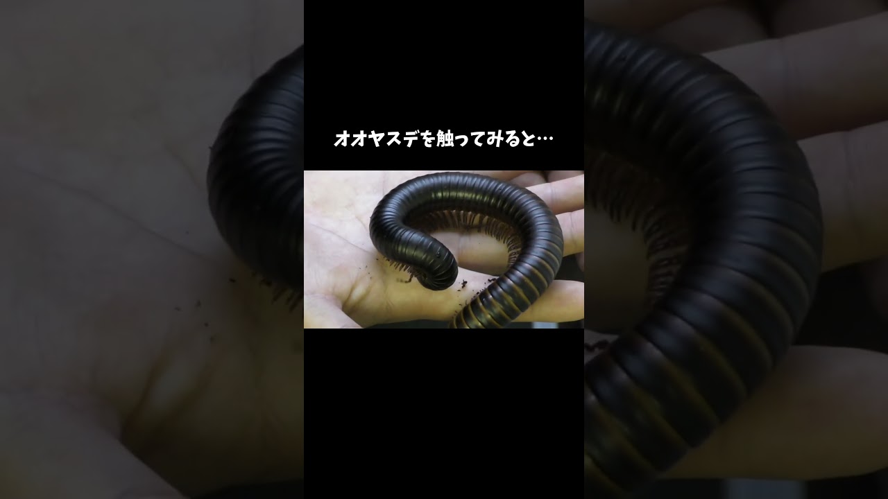オオヤスデを触ってみると…… #shorts