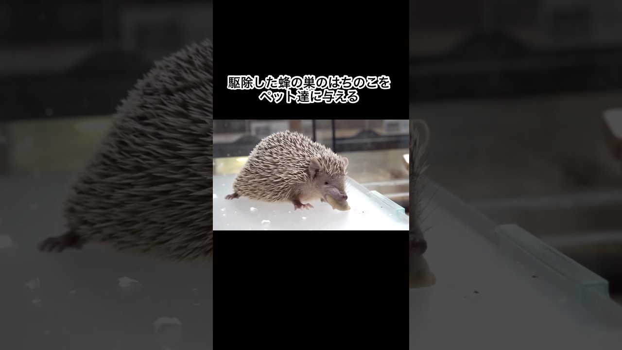 駆除した蜂の巣のはちのこをペット達に与える #shorts