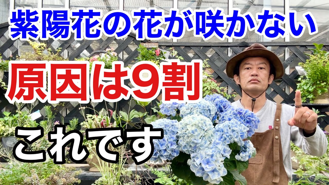 【お急ぎ下さい！】来年咲かせる為の花後の作業教えます           【カーメン君】【園芸】【アジサイ】【紫陽花】
