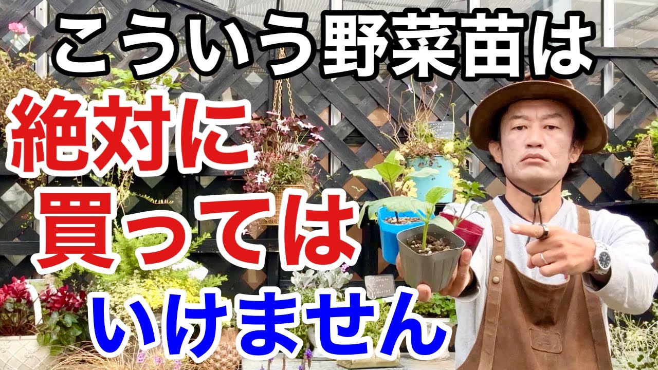 【みんな知らない】野菜づくりは苗選びでほとんど決まります　　　　　　　【カーメン君】【園芸】【ガーデニング】【初心者】