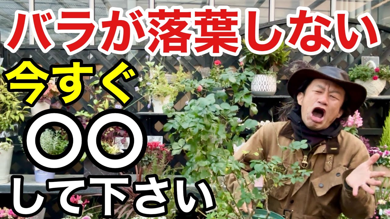 【まだ葉っぱも蕾もある】 冬の薔薇の管理方法教えます【カーメン君】【園芸】【ガーデニング】【初心者】