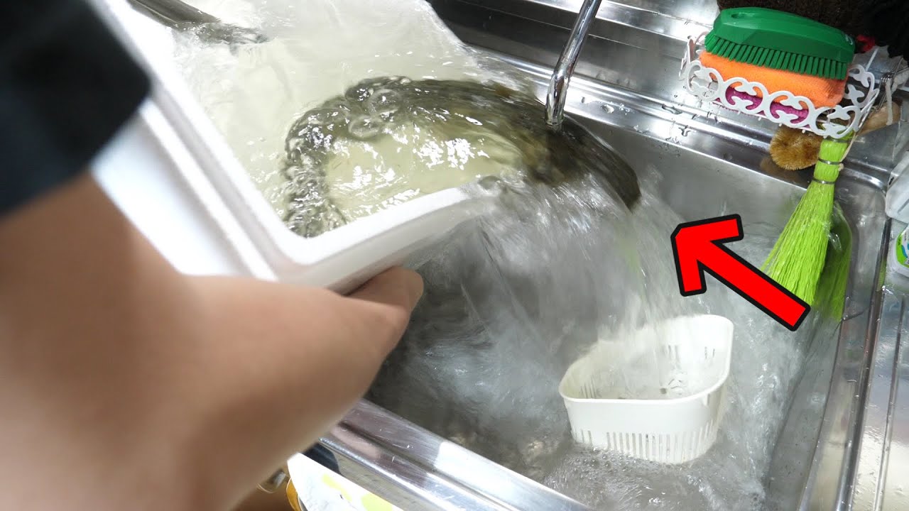 ドブ川で釣れた『あの魚』を生きたまま持ち帰り、さばいて食べてみたら衝撃が走りました