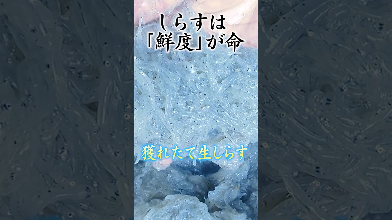 じゃこ丸の幻の釜揚げしらすがやばすぎる！
