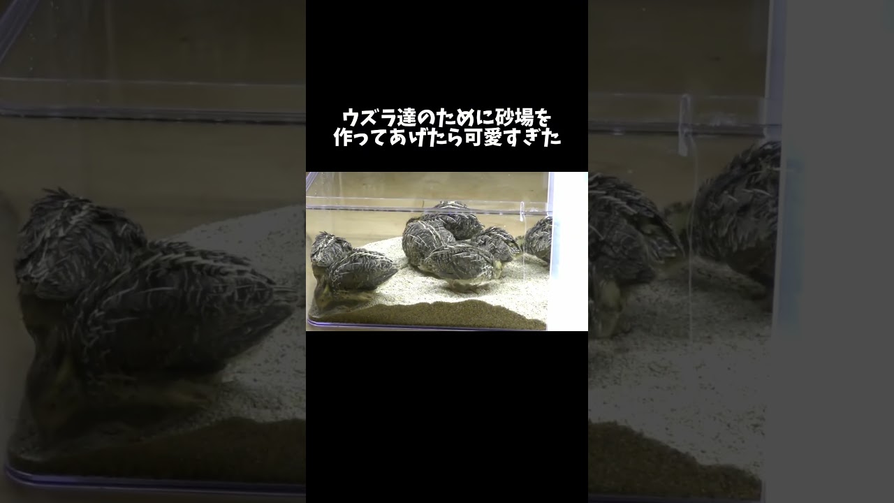 ウズラのために砂場を作ってあげたら可愛すぎた #shorts
