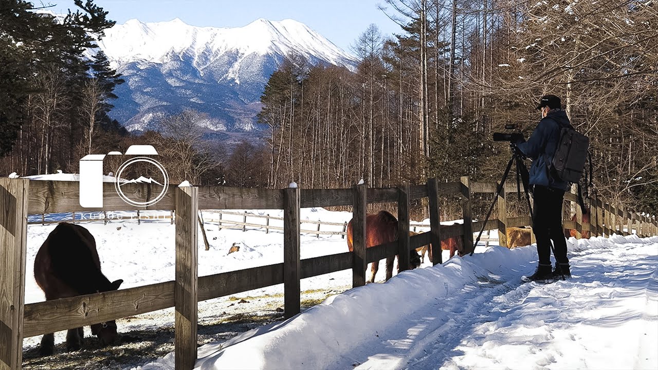 【動物写真】雪の中で過ごす木曾馬 - 4K映像 | EOSR6