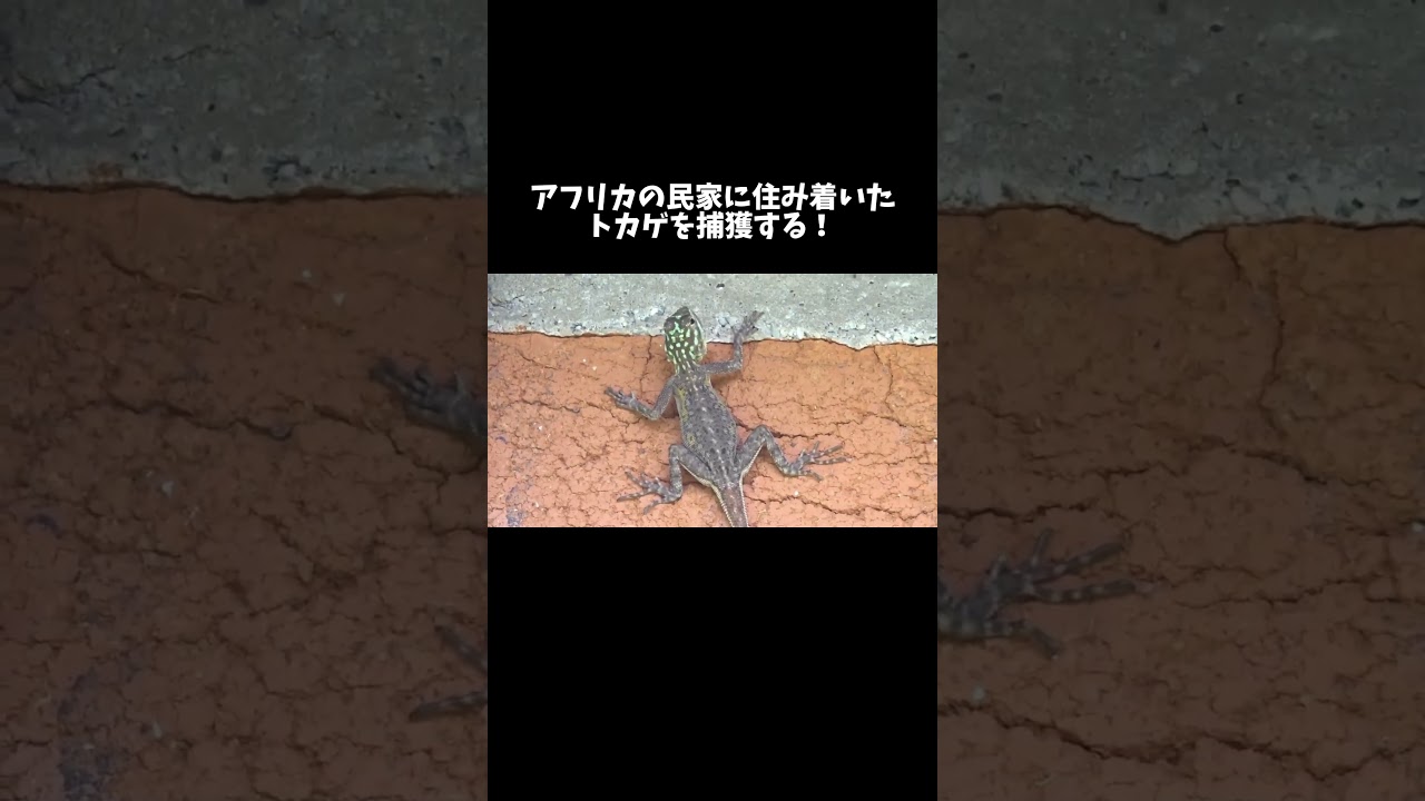 アフリカの民家に住み着いたトカゲを捕獲する！ #shorts