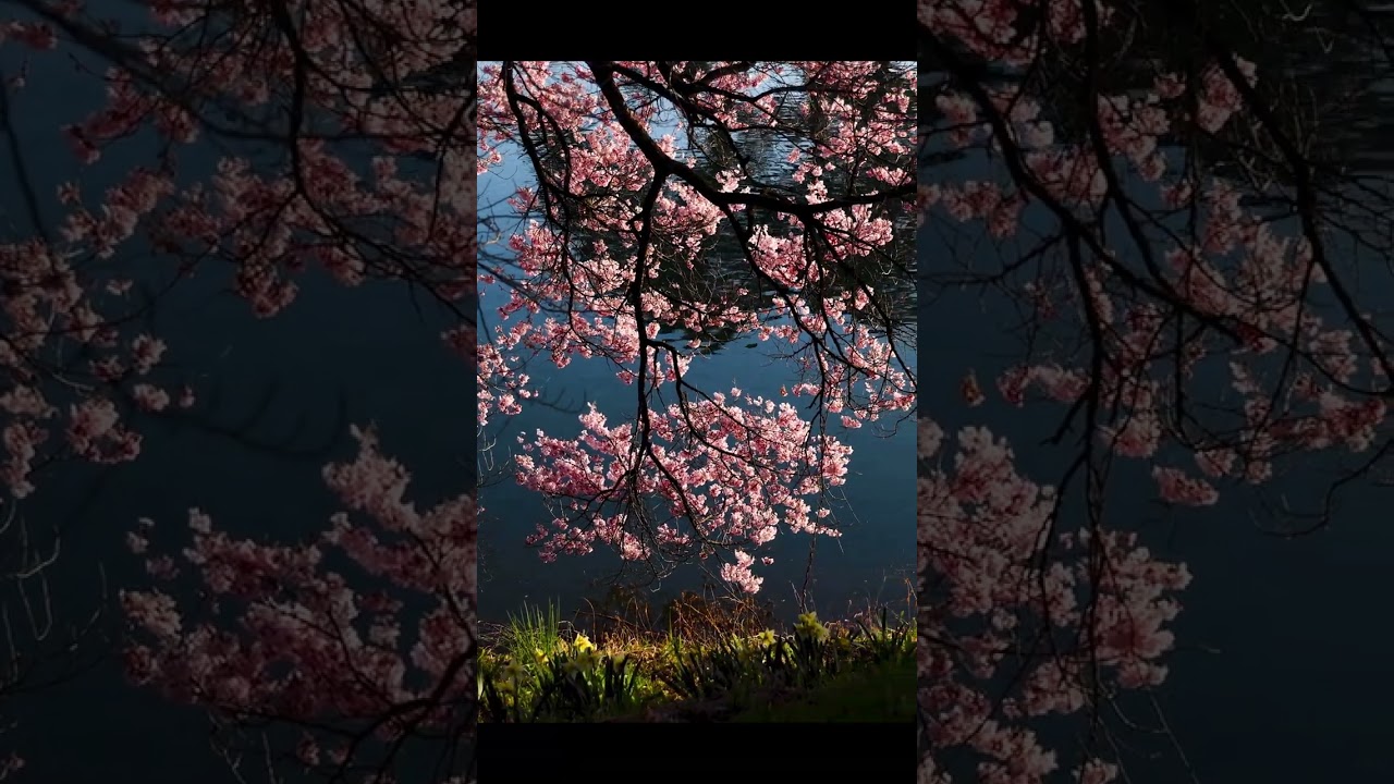 黄昏時に映える桜 #shorts