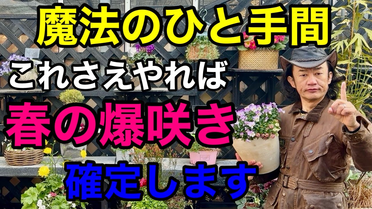 【今がその時】たったこれだけで秋冬の草花は見違える程咲き続けます　【ビオラ】【ガーデンシクラメン】【寄せ植え】