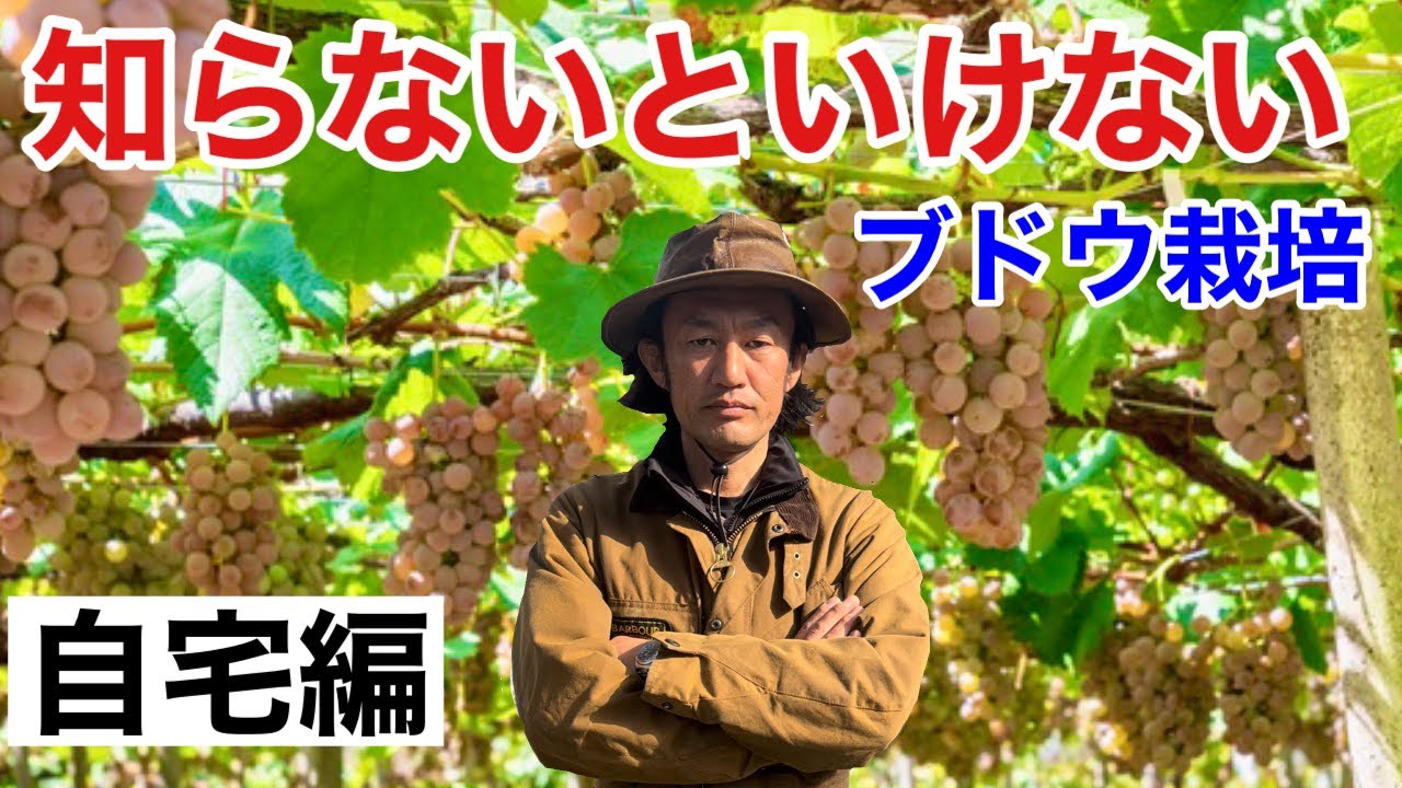 この3点でブドウは自宅で簡単に育てれます【カーメン君】【園芸】【ガーデニング】
