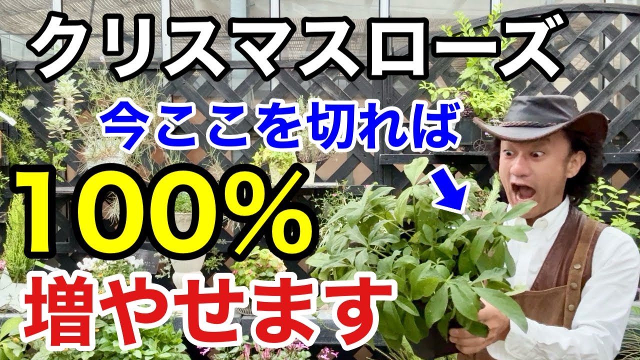 【覚えておいて】実はクリスマスローズ増やさないと枯れていきます。。。　【カーメン君】【園芸】【ガーデニング】【株分】