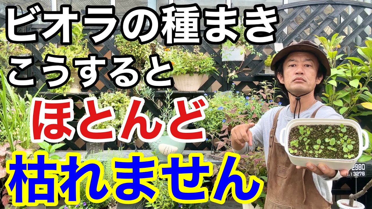 【コスパ最高】暑さで枯れないビオラの種まき教えます　　　【カーメン君】【園芸】【ガーデニング】【初心者】